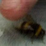 fothergill_triptych-b_small