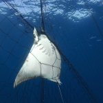 Mexico: shark fishing, Thresher shark and rays caught in gill net