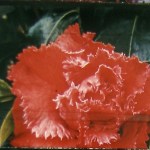 steve_cossman_tusslemuscle2